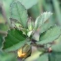 Sida cordifolia SANDMALVE, BALA (20 samen)