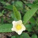 Sida rhombifolia INDISCHE MALVE (pflanze)