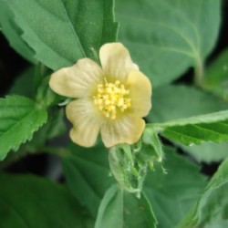 Sida rhombifolia PADDY'S LUCERNE (15 seeds)