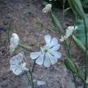 Silene capensis AFRICAN DREAM ROOT (plant)
