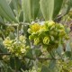 simmondsia-chinensis-jojoba