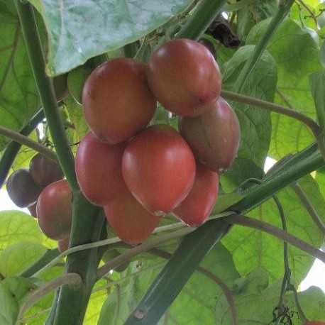 Tree Tomato Cyphomandra betaceae  bulk wholesale seeds for planting,Tomato Tree