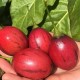 tamarillo-tree-tomatoes