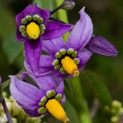 Solanum dulcamara AMARADULCE / AMARGAMIEL (10 semillas)