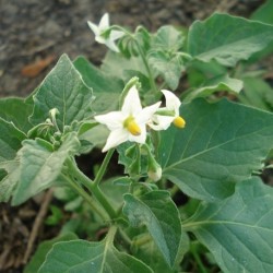 Solanum nigrum TOMATILLO DEL DIABLO / HIERBA MORA (20 semillas)