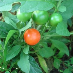 Solanum pseudocapsicum NARANJITO DE AMOR (20 semillas)