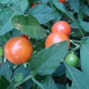 Solanum pseudocapsicum WINTER CHERRY (plant)
