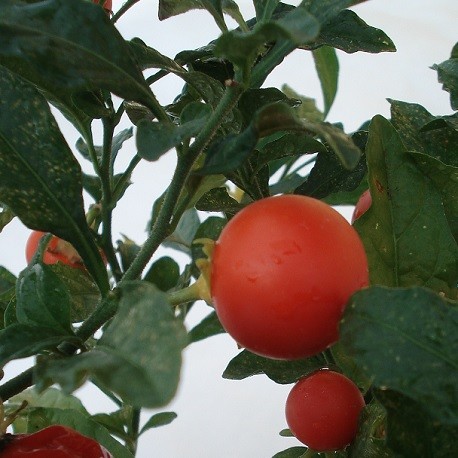 Cerisier D Amour Plant De Pommier D Amour Cerisier D Amour Plant De Pommier D Amour