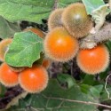 Solanum quitoense LULO / NARANGILLE (15 graines)