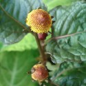 Acmella oleracea PLANTA ELECTRICA / PARACRESS (25 semillas)
