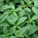 Stevia rebaudiana AZÚCAR VERDE / ESTEVIA (25 semillas)