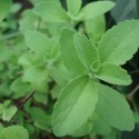 Stevia rebaudiana SWEET LEAF (plant)