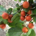 Strychnos nux vomica KUCHLA / STRYCHNINE TREE (4 seeds)