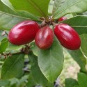 Synsepalum dulcificum MIRACLE FRUIT / MIRACLE BERRY (5 seeds)