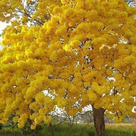 tabebuia-amarilla