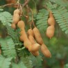 Tamarindus-tamarind-seeds
