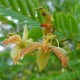 tamarindus-indica