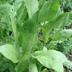 Tanacetum balsamita COSTMARY (plant)