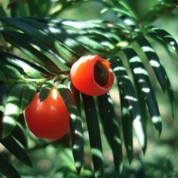 Taxus baccata COMMON YEW (6 seeds)