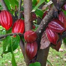 Theobroma cacao CACAO / CACAOTERO (5 semillas)