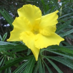 yellow-oleander-seeds