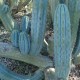 heiligen-kaktus-samen