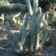 heiligen-kaktus