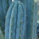 trichocereus-bridgesii-pflanze