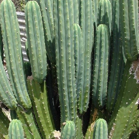 san-pedro-cactus-wachuma