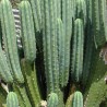 san-pedro-kaktus-wachuma