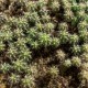 san-pedro-cactus-seeds