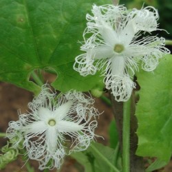 Trichosanthes cucumerina FLEURS DENTELLES / COURGE SERPENT (4 graines)