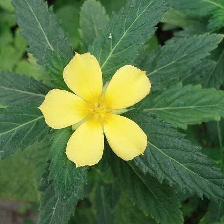 yellow-alder-live-plant