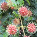 Uncaria guianensis CAT'S CLAW (10 seeds)