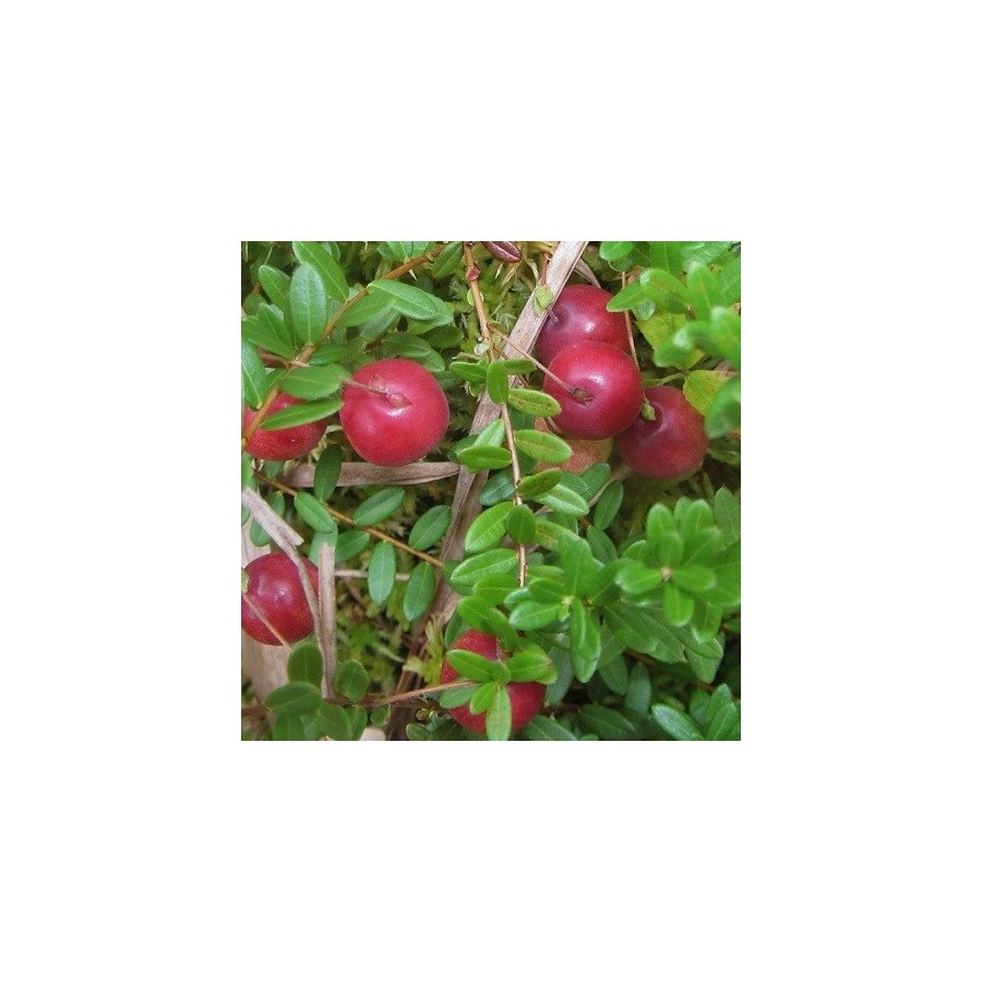 Vaccinium macrocarpon 'Big Pearl' - Vente Plant Canneberge - Cranberry