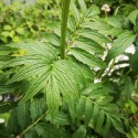 Valeriana officinalis ECHTER-BALDRIAN (pflanze)