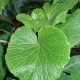 wasabi-pflanze