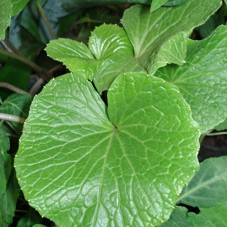 wasabi-pflanze