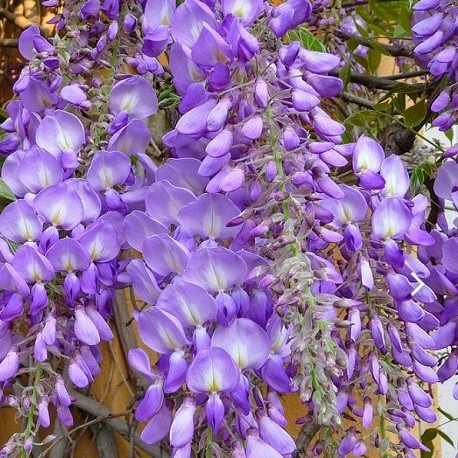 chinese-wisteria-seeds