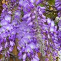 Wisteria sinensis CHINESE WISTERIA (5 seeds)