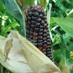 Zea maïs BLACK INDIAN CORN (15 seeds)