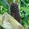 maïs-noir-indien-graines