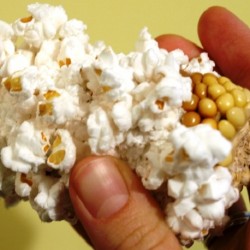 maize-pop-corn-seeds