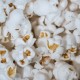 popcorn-samen