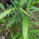 gingembre-plant