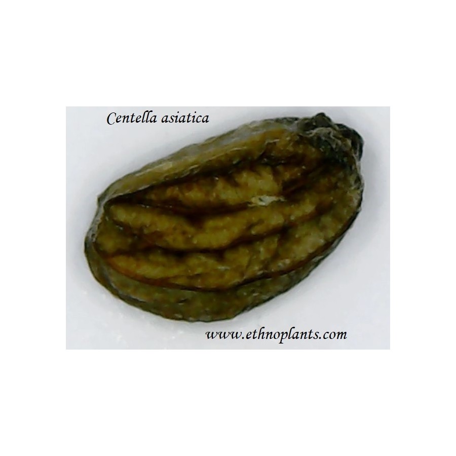 Ayurvedic Plant Seeds Gotu Kola Seeds For Planting (50 Seeds) - Centella  Asiatica, Pennywort Moisture Loving Herb