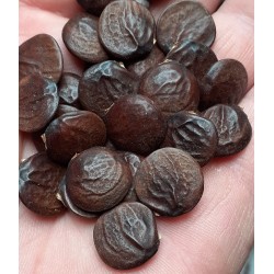 Wisteria sinensis GLICINA (5 semillas)