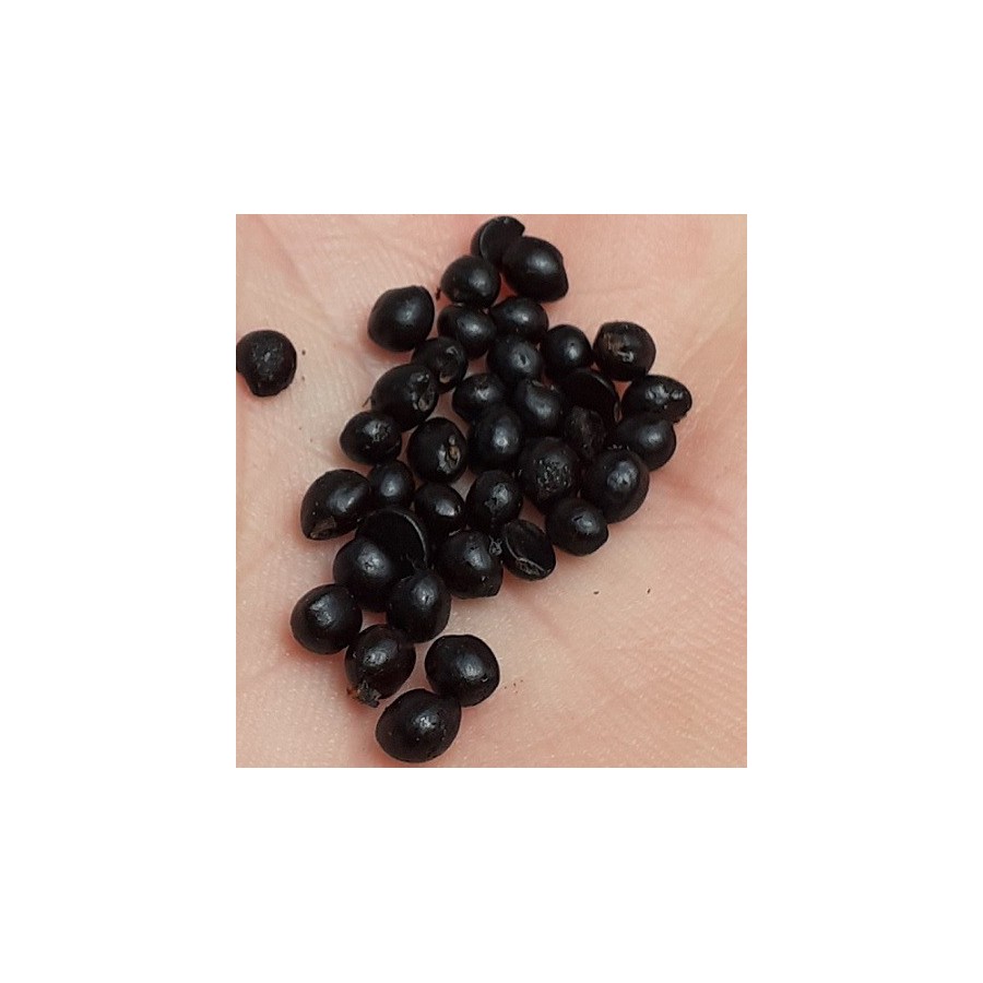 Graines De Poivre Du Sichuan (Zanthoxylum Simulans) - Pour Cultiver Son Propre Poivre épicé Et Aromatique - 7