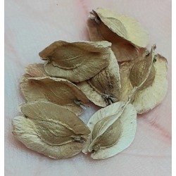 Beaucarnea recurvata PONYTAIL PALM (7 seeds)