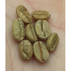 Coffea canephora COFFEE ROBUSTA (10 seeds)